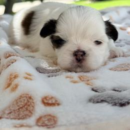 Shih Tzu Puppies from Our ShihTzu Family