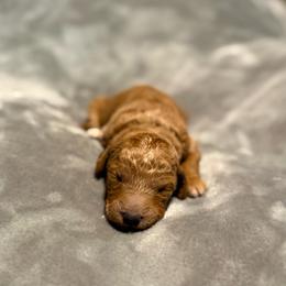 Sarabi - Red  female Goldendoodle puppy in Jacksonville, Florida from Dandelion Doodles
