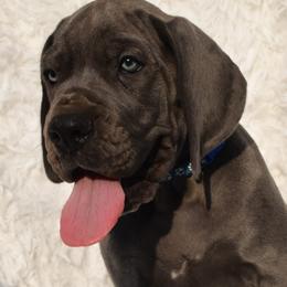 Great Dane Puppies from Big Tex K9 Konnection