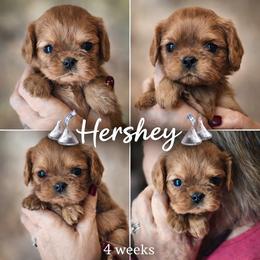 Hershey-Yellow - Ruby male Cavalier King Charles Spaniel puppy in London, Arkansas from Frosty’s Cavaliers