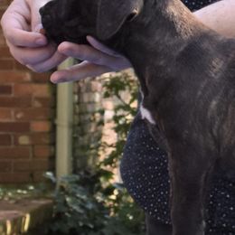 American Staffordshire Terriers and Staffordshire Bull Terriers from Irresistibull Staffords
