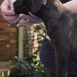 American Staffordshire Terriers and Staffordshire Bull Terriers from Irresistibull Staffords