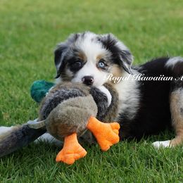 Bahamas - Blue merle Miniature American Shepherd puppy in Kamuela On The Big Island, Hawaii from Royal Hawaiian Aussies LLC