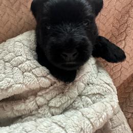 Jake - Black male Scottish Terrier puppy in Eagle Lake, Florida from Its Scot To Be Love Scotties