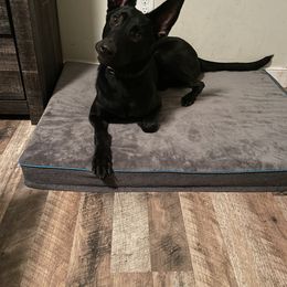 xDutch Shepherd All Grown Up from We Like it Ruff Working K9 Breeding and Training