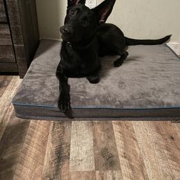 xDutch Shepherd All Grown Up from We Like it Ruff Working K9 Breeding and Training