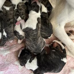 Girl 1 - Fawn brindle female Whippet puppy in Clinton, Tennessee from Ivanhoe Borzoi