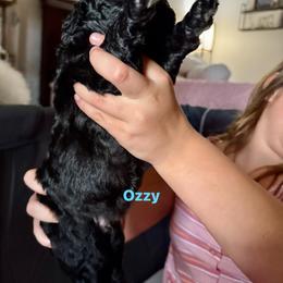Poodle Puppies from Candace Yakes