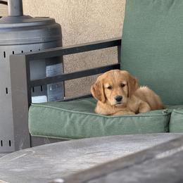 Golden Retriever Puppies from RuTess Goldens