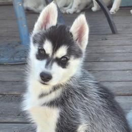 Mew - Black and white female Siberian Husky puppy in Le Sueur, Minnesota from Tevana Siberians LLC