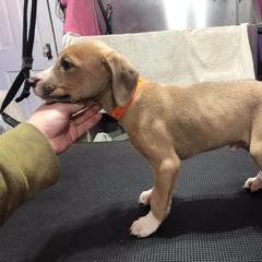 Mountain Cur Puppies from Walnut Ridge Mountain Curs