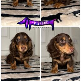Purple collar - Chocolate and tan female Dachshund puppy in Turlock, California from Vibrant Dachshunds