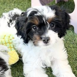 Scarlett - Tri-color female Cavapoo puppy in Saratoga Springs, Utah from Joyler Puppies