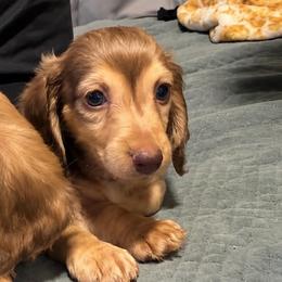 Thor - Chocolate and cream male Dachshund puppy in Moreno Valley, California from rdachshunds