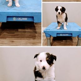 Border Collie Puppies from Breese Border Collies