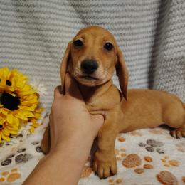 Cassie - Red female Dachshund puppy in Hudson, Michigan from Mittentail Kennel Miniature Dachshunds & Australian Shepherds