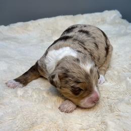 Cassim. - Chocolate merle female Bernedoodle puppy in New Ringgold, Pennsylvania from Hawk Mountain Doodles