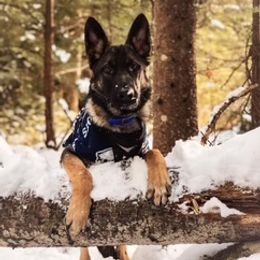 German Shepherd Puppies from vom Grenze Stadt German Shepherd Dogs