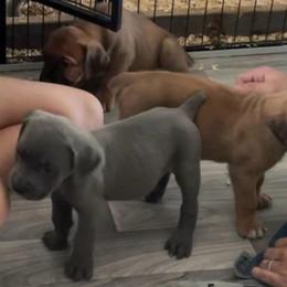 Cadet - Gray male Cane Corso puppy in San Isidro, Texas from MTZCC Ranch, LLC