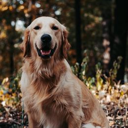 Rigby - Golden Retriever