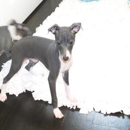 Tiffany Male 2 - Blue male Italian Greyhound puppy in Caryville Fl And Sparta Tn, Tennessee from Summerwind Kennel