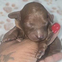 Muffin - Red  female Poodle puppy in Goodyear, Arizona from Moving and Grooving Pups