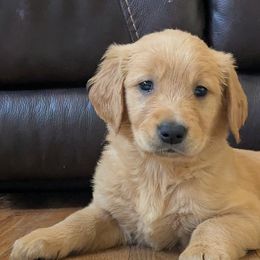 Girl 3 - female Golden Retriever puppy in Pamplin, Virginia from Hope & Joy Acres