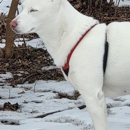 Siberian Huskies from Jessica's Huskies