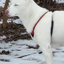 Siberian Huskies from Jessica's Huskies