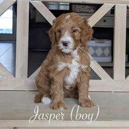 Jasper - Red  male Goldendoodle puppy in Beverly Hills, Florida from Bundle of Joy Doodles