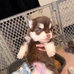 Leaf - Chocolate male Pomsky puppy in Spring Hill, Florida from Besties Paw Life
