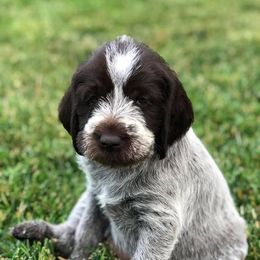 Wirehaired Pointing Griffons from Muddy Paws WPG