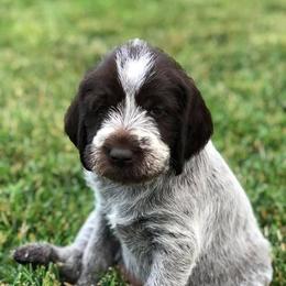 Wirehaired Pointing Griffons from Muddy Paws WPG