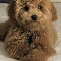 Assorted Doodle Crosses and Goldendoodles from Ettie's Doodles