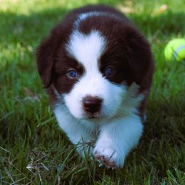 Star - Red & white Australian Shepherd puppy in Chester, South Carolina from Faith Built Ranch
