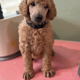 Ziva - Apricot female Poodle puppy in Brooksville, Florida from Ariella Standard Poodles & Chinese Cresteds