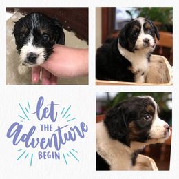 Aussiedoodle Puppies from Ohana Companions