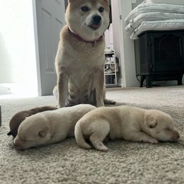 Shiba Inu Puppies from Fairyland Shibas
