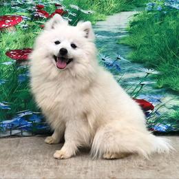 Leo - White male American Eskimo Dog puppy in Squaw Valley, California from Bear Mountain