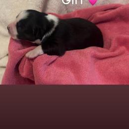 Girl one - Black & white female Miniature Australian Shepherd puppy in Colbert, Georgia from Deep South Aussie's
