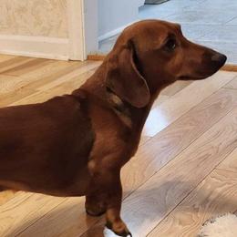 Dachshunds from Loves Little Doxies