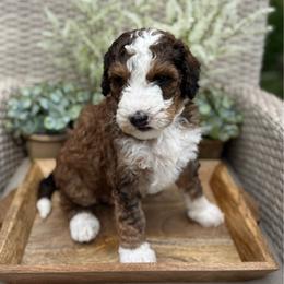 Kirby - Sable male Bernedoodle puppy in Perrysville, Ohio from Pleasant Valley Bernedoodles