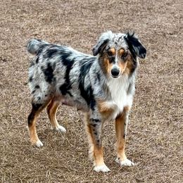 Baily - Miniature Australian Shepherd