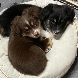 Miniature Australian Shepherds and Toy Australian Shepherds from J & J Chicot Mini/Toy Aussies