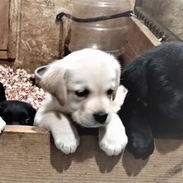 Labrador Retriever Puppies from True Labradors