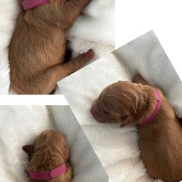 Golden Retriever Puppies from Rosie’s Goldies