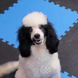 Lacie - Poodle