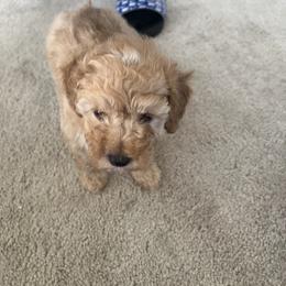 Poodle Puppies from ItalianToyPoodles