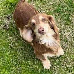 Rooster - Dachshund