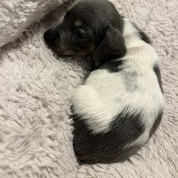 Dachshunds from Country Chics Doxies